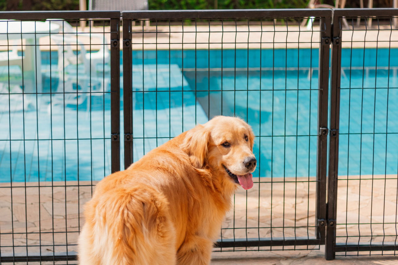 Pet and dog fencing